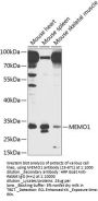 MEMO1 Antibody