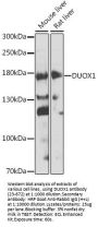 DUOX1 Antibody