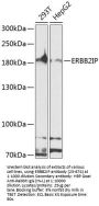ERBB2IP Antibody