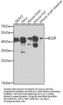 BCCIP Antibody
