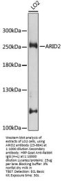 ARID2 Antibody, KO Validated