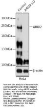 ARID2 Antibody, KO Validated