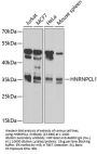 HNRNPCL1 Antibody