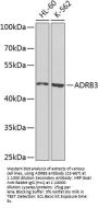 ADRB3 Antibody