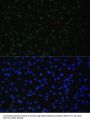 DDX50 Antibody