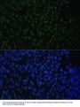 DDX50 Antibody