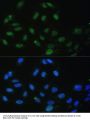 DDX50 Antibody