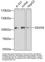 DDX50 Antibody