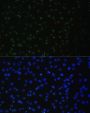 DDX50 Antibody