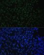 DDX50 Antibody