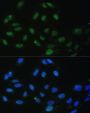 DDX50 Antibody