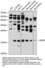 GMFB Antibody