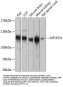 MTHFD1 Antibody