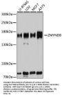 ZMYND8 Antibody, KO Validated