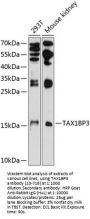 TAX1BP3 Antibody