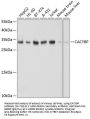 CACYBP Antibody