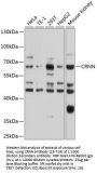 CRNN Antibody