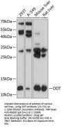 DDT Antibody