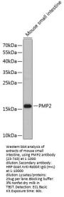PMP2 Antibody