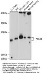 ARL8B Antibody