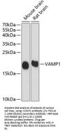 VAMP1 Antibody