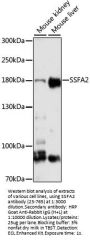 SSFA2 Antibody