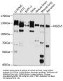 MGEA5 Antibody