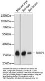 RLBP1 Antibody