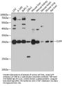 CLPP Antibody