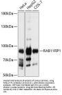 RAB11FIP1 Antibody