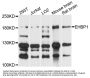 EHBP1 Antibody