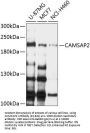 CAMSAP2 Antibody