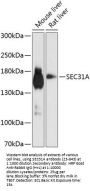 SEC31A Antibody