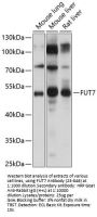FUT7 Antibody