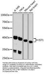 IST1 Antibody