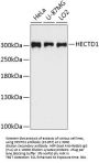 HECTD1 Antibody
