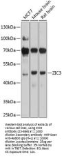 ZIC3 Antibody