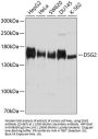 DSG2 Antibody
