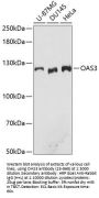OAS3 Antibody