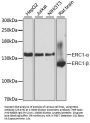ERC1 Antibody