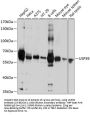 USP39 Antibody