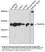 TXNDC9 Antibody