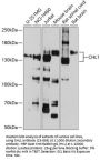 CHL1 Antibody