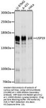 USP19 Antibody