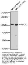 ADCY1 Antibody