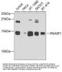 PMAIP1 Antibody