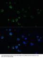 PMAIP1 Antibody