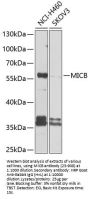 MICB Antibody