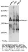 COL4A5 Antibody