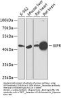 GIPR Antibody
